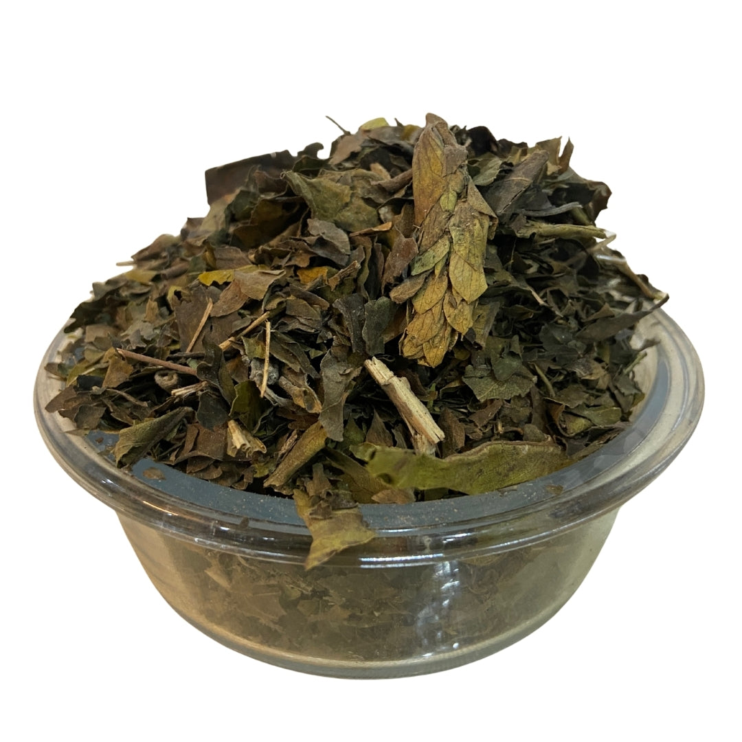 Vasaka (Raw) - Bansa / Vasa / Adhatoda | For Cough, Cold, Sore Throat
